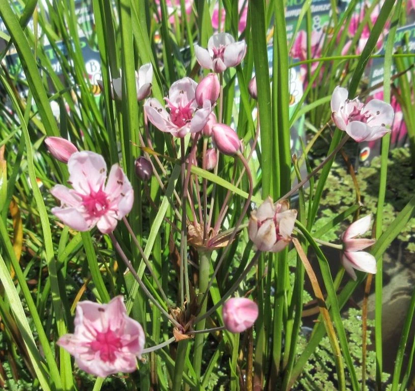 Schwanenblume - Blumenbinse / Butomus Umballatus Im 9x9 Cm Topf 4 Schwanenblume - Blumenbinse / Butomus Umballatus Im 9x9 Cm Topf – Bild 2