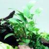 Dreieckiges Speerblatt / Anubias Gracilis -Pflanzen Serien Rabatt 101D T 1 1