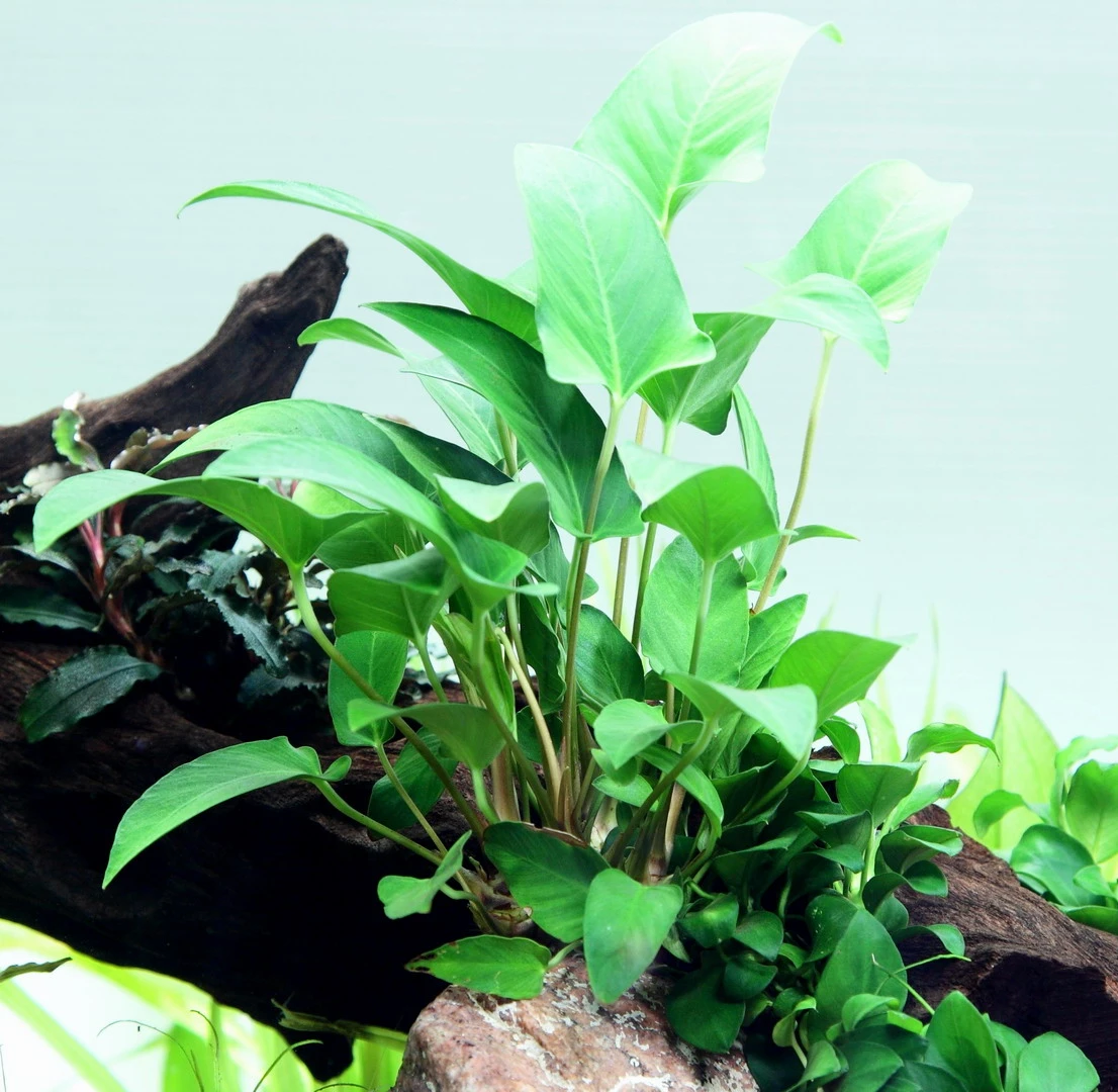 Dreieckiges Speerblatt / Anubias Gracilis 3 Dreieckiges Speerblatt / Anubias Gracilis