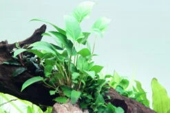 Dreieckiges Speerblatt / Anubias Gracilis 6 Dreieckiges Speerblatt / Anubias Gracilis -Pflanzen Serien Rabatt 101D T 1 2