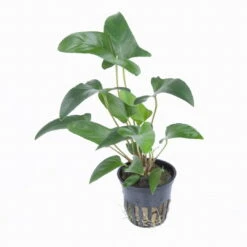 Dreieckiges Speerblatt / Anubias Gracilis 7 Dreieckiges Speerblatt / Anubias Gracilis -Pflanzen Serien Rabatt 101D T 1 4