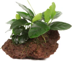 Kleiner Lavastein Mit Zwergspeerblatt / Anubias Nana Auf Lavastein - Gr. S