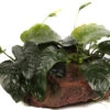 Lavastein Mit Großer Anubias / Anubias Barteri Auf Lavastein - Gr. XL 1 Lavastein Mit Großer Anubias / Anubias Barteri Auf Lavastein - Gr. XL -Pflanzen Serien Rabatt 101YLX T 1 2