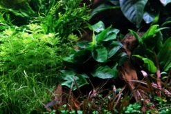 Lavastein Mit Großer Anubias / Anubias Barteri Auf Lavastein - Gr. XL -Pflanzen Serien Rabatt 101YLX T 1 6