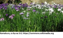 Japanische Sumpf-Schwertlilie / Iris Ensata Im 9x9 Cm Topf -Pflanzen Serien Rabatt 1040AA 1 4