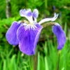 Alaska-Sumpfschwertlilie / Iris Setosa Im 9x9 Cm Topf -Pflanzen Serien Rabatt 1042AA 1 1
