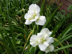 Schneekönigin Sumpfschwertlilie / Iris Sibirica Snowqueen Im 9x9 Cm Topf -Pflanzen Serien Rabatt 1044AA 1 2