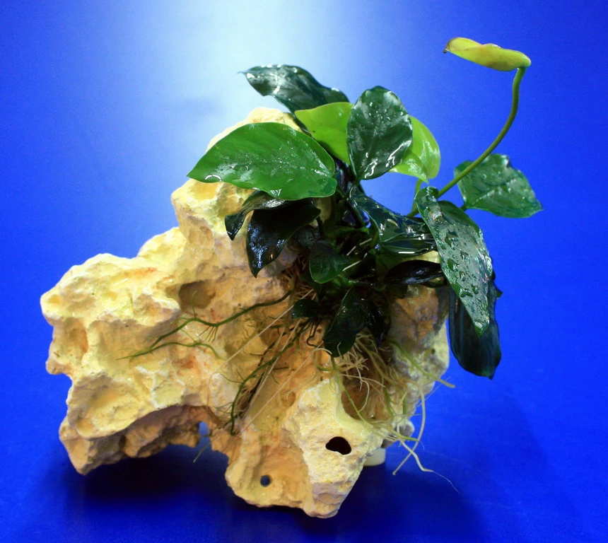 Lochstein Gr. S Mit Speerblatt / Anubias Nana Auf Künstlichem Mondstein 3 Lochstein Gr. S Mit Speerblatt / Anubias Nana Auf Künstlichem Mondstein