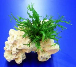 Lochstein Gr. M Mit Windelov Javafarn / Microsorum Windelov Auf Künstlichem Mondstein -Pflanzen Serien Rabatt 104842 1wf 1 4