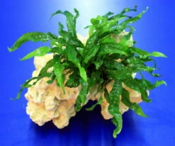 Lochstein Gr. M Mit Javafarn / Microsorum Pteropus Narrow Auf Künstlichem Mondstein -Pflanzen Serien Rabatt 104842 2wf 1 4