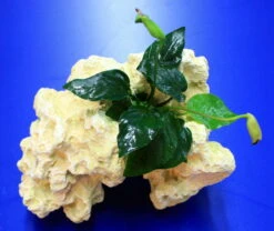 Lochstein Gr. M Mit Speerblatt / Anubias Nana Auf Künstlichem Mondstein -Pflanzen Serien Rabatt 104842 3wf 1 4