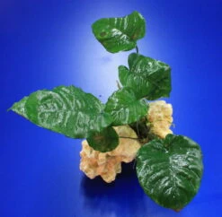 Lochstein Gr. M Mit Großer Anubias / Anubias Barteri Auf Künstlichem Mondstein -Pflanzen Serien Rabatt 104842 6wf 1 4