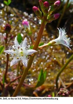 Fieberklee Oder Bitterklee / Menyanthes Trifiolata - Trifoliata Im 9x9 Cm Topf -Pflanzen Serien Rabatt 1069AA 1 2