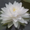 Gefüllte Weiße Seerose / Nymphaea "Perry's Double White" *Rarität* 2 Gefüllte Weiße Seerose / Nymphaea "Perry's Double White" *Rarität* -Pflanzen Serien Rabatt 1074wf 1 2