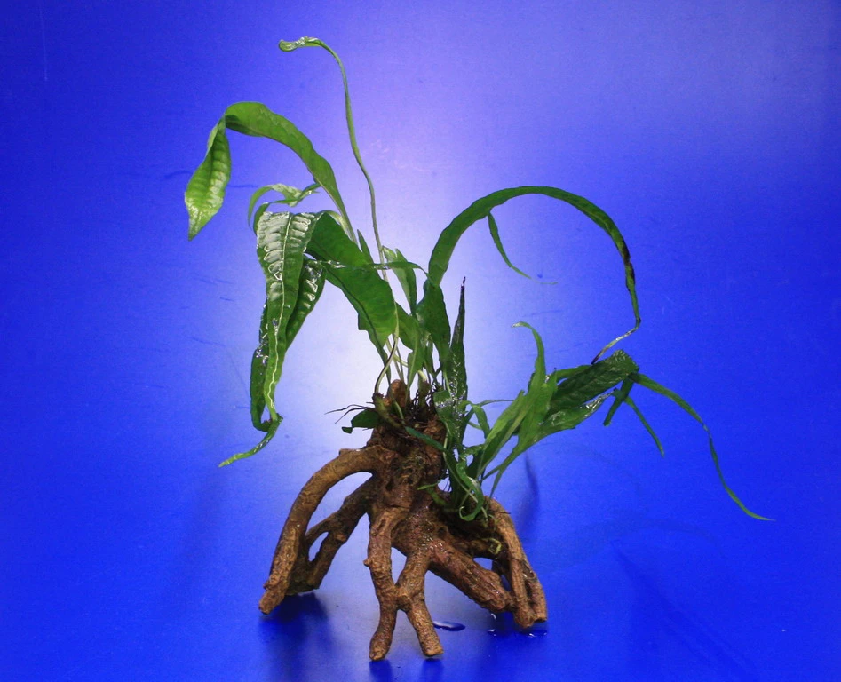 Javafarn-Mangrovenwurzel Mit Höhle / Mangrovenbaum Mit Microsorum Pteropus 3 Javafarn-Mangrovenwurzel Mit Höhle / Mangrovenbaum Mit Microsorum Pteropus