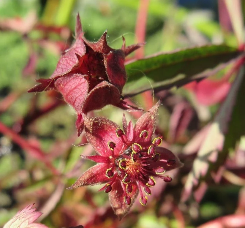 Sumpf-Blutauge, Fingerkraut / Potentilla Palustris Im 9x9 Cm Topf 3 Sumpf-Blutauge, Fingerkraut / Potentilla Palustris Im 9x9 Cm Topf