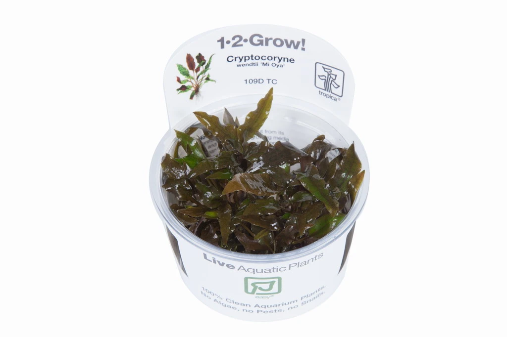 1-2-GROW! Grosser, Brauner Wasserkelch MiOya / Cryptocoryne Wendtii 'Mi Oya' 4 1-2-GROW! Grosser, Brauner Wasserkelch MiOya / Cryptocoryne Wendtii 'Mi Oya' – Bild 2