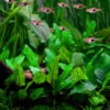 1-2-GROW! Grüner Wasserkelch / Cryptocoryne Wendtii "green" -Pflanzen Serien Rabatt 109TC T 1 1