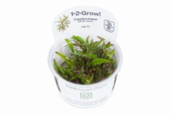 1-2-GROW! Grüner Wasserkelch / Cryptocoryne Wendtii "green" -Pflanzen Serien Rabatt 109TC T 1 2