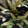 MUTTERPFLANZE Cryptocoryne Wendtii TROPICA -Pflanzen Serien Rabatt 109eXL T 1 1