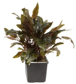 MUTTERPFLANZE Cryptocoryne Wendtii TROPICA 5 MUTTERPFLANZE Cryptocoryne Wendtii TROPICA -Pflanzen Serien Rabatt 109eXL T 1 4