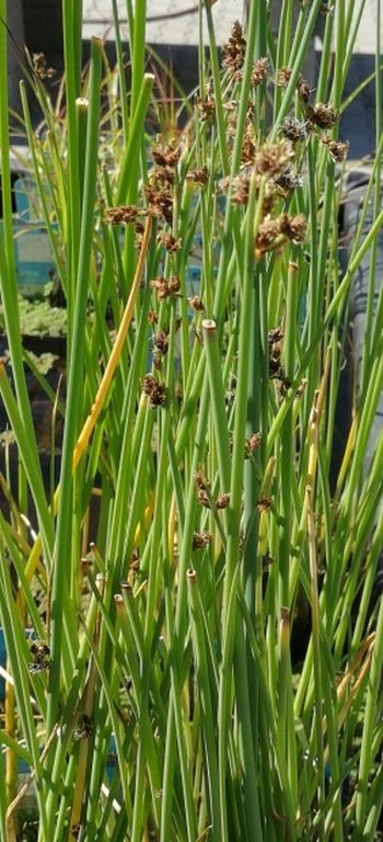 Weiß-gestreifte- Seesimse / Scirpus Lacustris 'Albescens' (Schoenoplectus) Im 9x9 Cm Topf