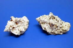 Vasenschnecke - Schneckenhaus - Ca. 7-8 Cm - Unikat