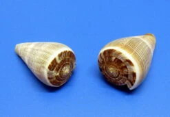 Feigenkegel-Schnecke - Schneckenhaus - Ca. 5-6 Cm - Unikat