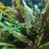 1-2-GROW! Breitblättriger Wasserkelch / Cryptocoryne Undulata "Broad Leaf" 2 1-2-GROW! Breitblättriger Wasserkelch / Cryptocoryne Undulata "Broad Leaf" -Pflanzen Serien Rabatt 110BTC T 1 1