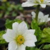 Kaschmir-Dotterblume / Caltha Palustris Var. Alba Im 9x9 Cm Topf -Pflanzen Serien Rabatt 110Wo 1 1