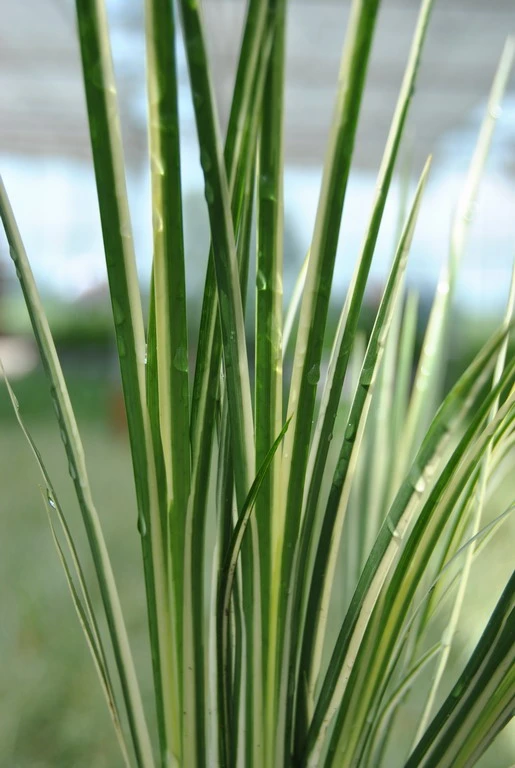 Kleiner Gelbgestreifter Kalmus / Acorus Gramineus Im 9x9 Cm Topf 3 Kleiner Gelbgestreifter Kalmus / Acorus Gramineus Im 9x9 Cm Topf