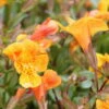 Kupfer-Gauklerblume (Orange) / Mimulus 'Orange Glow' Im 9x9 Cm Topf 1 Kupfer-Gauklerblume (Orange) / Mimulus 'Orange Glow' Im 9x9 Cm Topf -Pflanzen Serien Rabatt 11200Wo 1 2