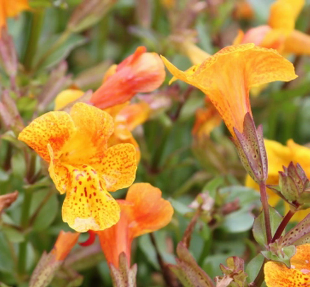 Kupfer-Gauklerblume (Orange) / Mimulus 'Orange Glow' Im 9x9 Cm Topf 3 Kupfer-Gauklerblume (Orange) / Mimulus 'Orange Glow' Im 9x9 Cm Topf