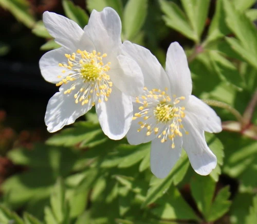 Buschwindröschen / Anemone Nemorosa Im 9x9 Cm Topf 3 Buschwindröschen / Anemone Nemorosa Im 9x9 Cm Topf
