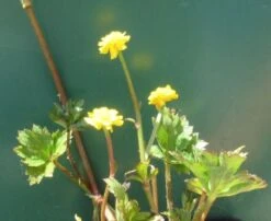 Gefüllter, Scharfer Hahnenfuß / Ranunculus Acris 'Multiplex' Im 9x9 Cm Topf -Pflanzen Serien Rabatt 11203Wo 1 2