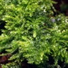 Christmas Moss Als Matte 80 X 50 Mm / Vesicularia Montagnei "Christmas Moss", Moos -Pflanzen Serien Rabatt 11275ST 1 1
