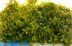Christmas Moss Als Matte 80 X 50 Mm / Vesicularia Montagnei "Christmas Moss", Moos -Pflanzen Serien Rabatt 11275ST 1 2