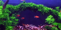 Trauermoos Als Matte 80 X 50 Mm / Vesicularia Ferriei Weeping Moss, Moos -Pflanzen Serien Rabatt 11277ST 1 2