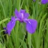 Asiatische Oder Glatte Sumpfschwertlilie / Iris Laevigata Im 9x9 Cm Topf -Pflanzen Serien Rabatt 1137AA 1 1