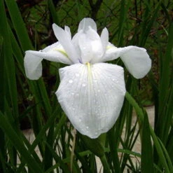 Weiße Sumpfschwertlilie / Iris Laevigata Snowdrift - ´Alba´ Im 9x9 Cm Topf -Pflanzen Serien Rabatt 1141AA 1 2