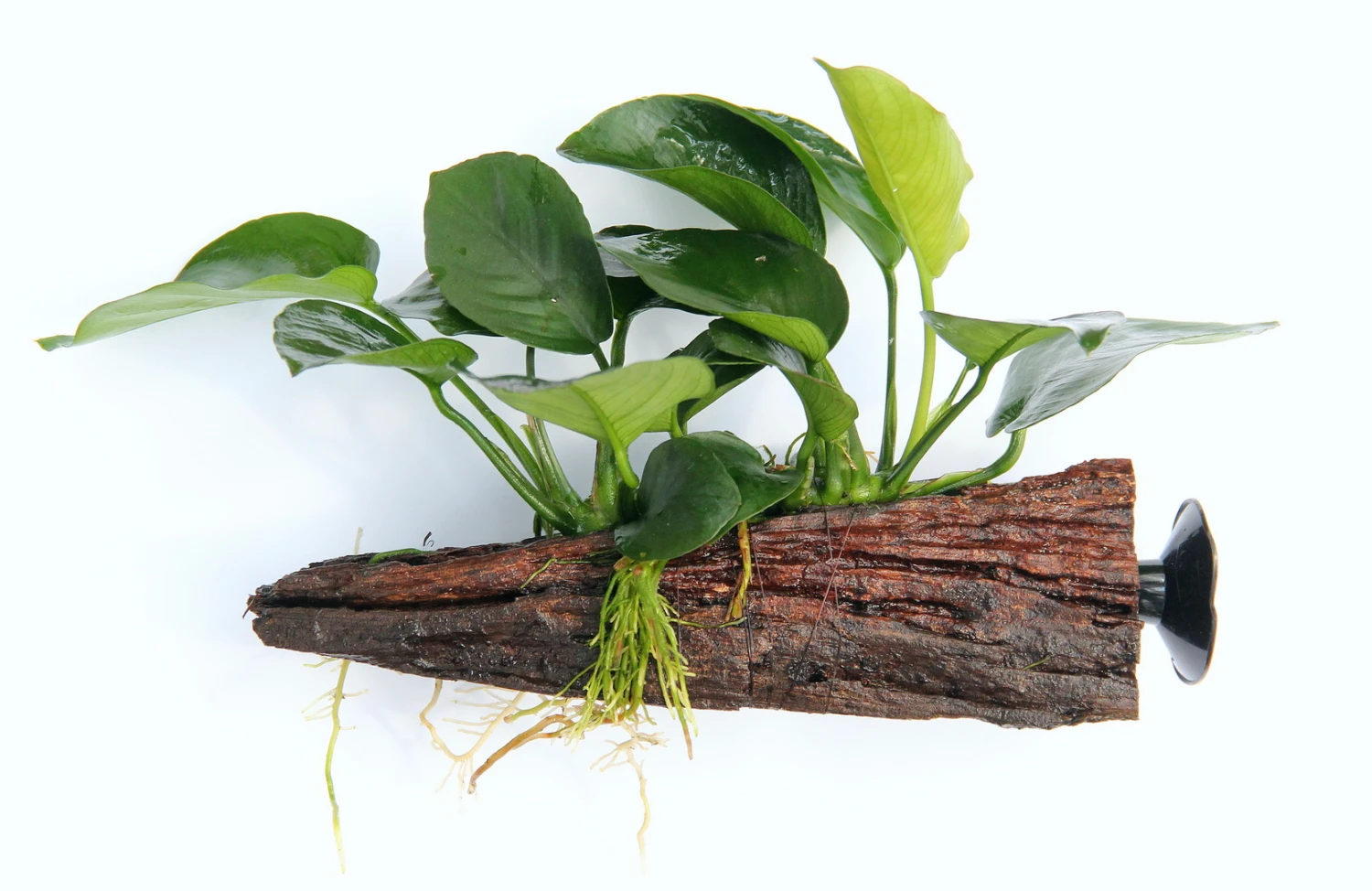 Wurzel+Saugnapf Mit Breitblättrigem Speerblatt / Anubias Barteri Auf Wurzel+Sauger 3 Wurzel+Saugnapf Mit Breitblättrigem Speerblatt / Anubias Barteri Auf Wurzel+Sauger