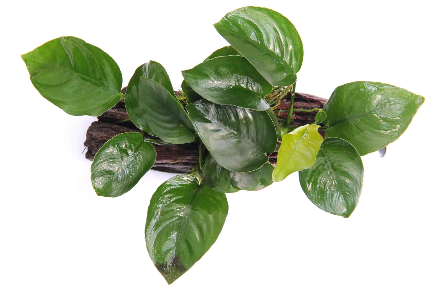 Wurzel+Saugnapf Mit Breitblättrigem Speerblatt / Anubias Barteri Auf Wurzel+Sauger 4 Wurzel+Saugnapf Mit Breitblättrigem Speerblatt / Anubias Barteri Auf Wurzel+Sauger – Bild 2