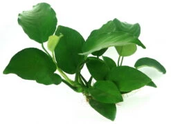 Wurzel+Saugnapf Mit Breitblättrigem Speerblatt / Anubias Barteri Auf Wurzel+Sauger 7 Wurzel+Saugnapf Mit Breitblättrigem Speerblatt / Anubias Barteri Auf Wurzel+Sauger -Pflanzen Serien Rabatt 114DE 1 6