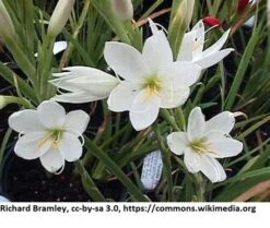 Weiße Sumpfgladiole / Schizostyle Coccinea Alba Im 9x9 Cm Topf *** Rarität