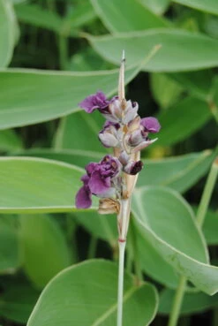 Wasser-Canna - Maranthe / Thalia Dealbata Im 9x9 Cm Topf -Pflanzen Serien Rabatt 1164AA 1 2