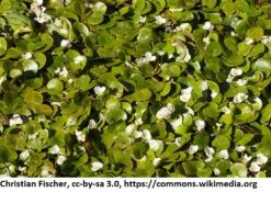 Pflanzen Serien Rabatt -Pflanzen Serien Rabatt 1168AA 1 2