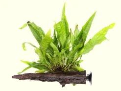 Wurzel+Saugnapf Mit Javafarn / Microsorum Pteropus Auf Wurzel+Sauger -Pflanzen Serien Rabatt 116DE 1 4