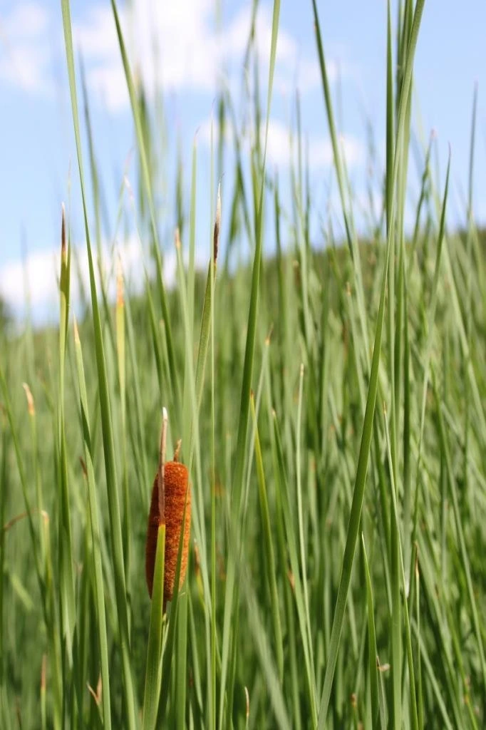 Schlanker-Rohrkolben / Typha Laxmannii Im 9x9 Cm Topf 3 Schlanker-Rohrkolben / Typha Laxmannii Im 9x9 Cm Topf