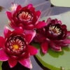 Weinrote Seerose / Nymphaea "Black Princess" *Rarität* 1 Weinrote Seerose / Nymphaea "Black Princess" *Rarität* -Pflanzen Serien Rabatt 1197wf 1