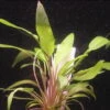 XL In-Vitro Gewellter Wasserkelch / Cryptocoryne Undulata -Pflanzen Serien Rabatt 119DZ 1